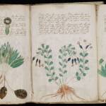 Voynich Manuscript 01