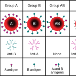 Blood group systems